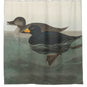 Audubon American Scoter Duck Classic Duschvorhang (Vorderseite)