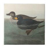 Audubon American Scoter Duck Classic Fliese (Vorderseite)
