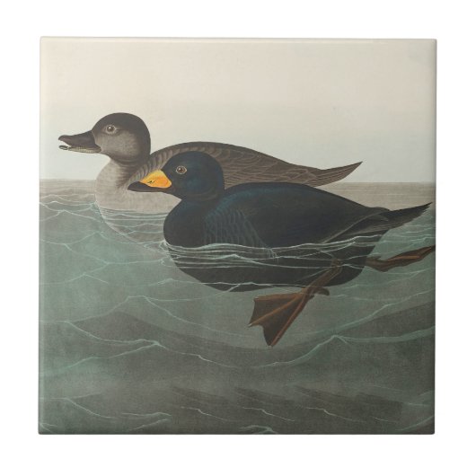 Audubon American Scoter Duck Classic Fliese (Vorderseite)