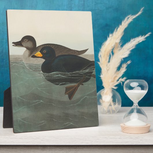 Audubon American Scoter Duck Classic Fotoplatte (Seite)