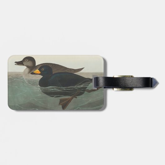 Audubon American Scoter Duck Classic Gepäckanhänger (Rückseite horizontal)