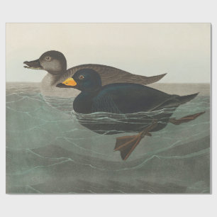 Audubon American Scoter Duck Classic Geschenkpapier