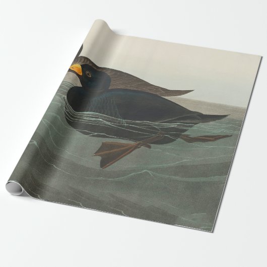 Audubon American Scoter Duck Classic Geschenkpapier (Ungerollt)