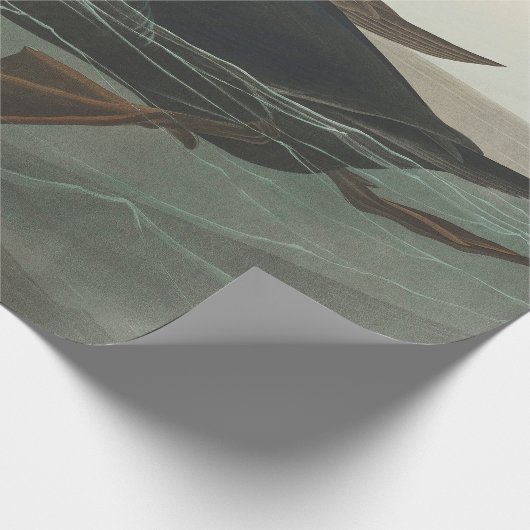 Audubon American Scoter Duck Classic Geschenkpapier (Ecke)