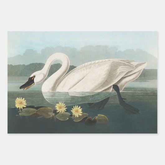 Audubon American Scoter Duck Classic Geschenkpapier Set (Vorderseite 2)