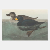 Audubon American Scoter Duck Classic Geschenkpapier Set (Vorderseite)