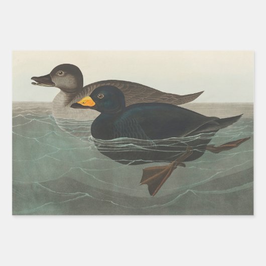Audubon American Scoter Duck Classic Geschenkpapier Set (Vorderseite)