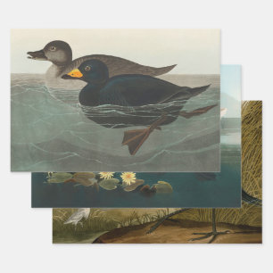 Audubon American Scoter Duck Classic Geschenkpapier Set