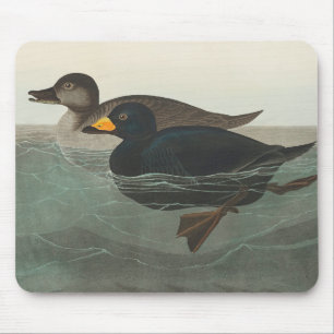 Audubon American Scoter Duck Classic Mousepad
