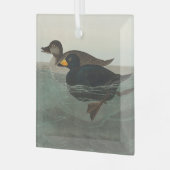 Audubon American Scoter Duck Classic Ornament Aus Glas (Vorderseite links)