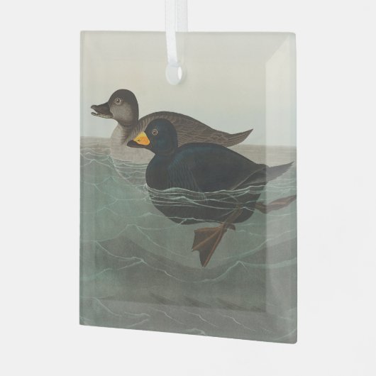 Audubon American Scoter Duck Classic Ornament Aus Glas (Vorderseite links)