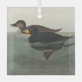 Audubon American Scoter Duck Classic Ornament Aus Glas (Vorderseite)