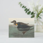 Audubon American Scoter Duck Classic Postkarte (Stehend Vorderseite)