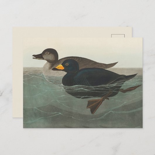 Audubon American Scoter Duck Classic Postkarte (Vorne/Hinten)