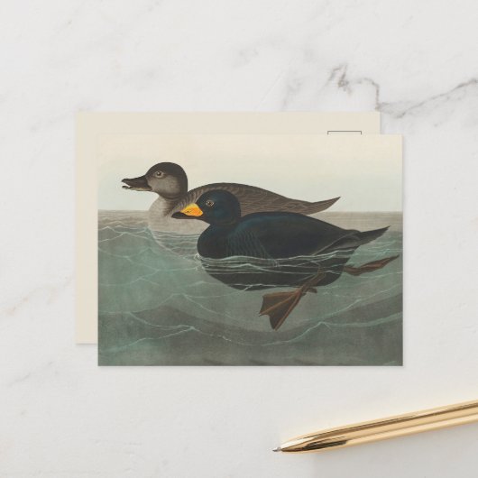 Audubon American Scoter Duck Classic Postkarte (Vorderseite/Rückseite Beispiel)