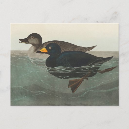 Audubon American Scoter Duck Classic Postkarte (Vorderseite)