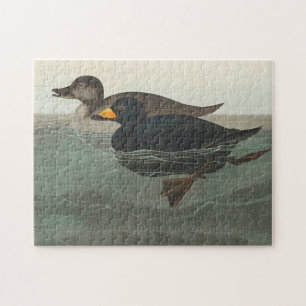 Audubon American Scoter Duck Classic Puzzle