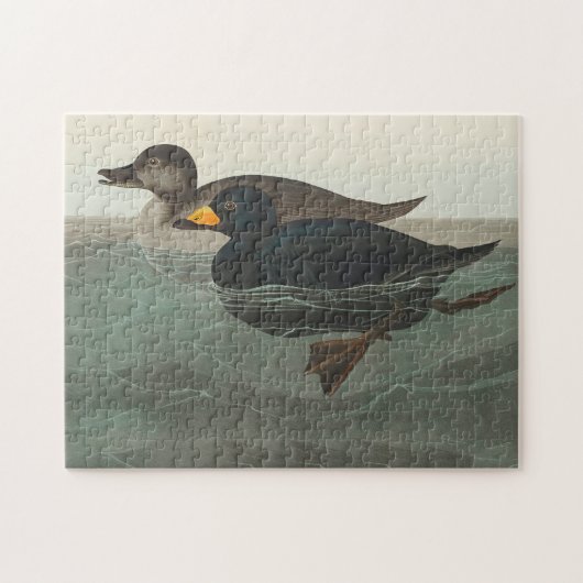 Audubon American Scoter Duck Classic Puzzle (Horizontal)