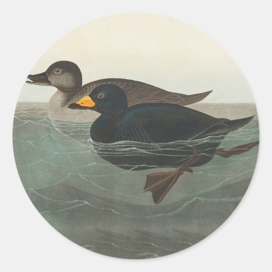 Audubon American Scoter Duck Classic Runder Aufkleber (Vorderseite)