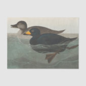 Audubon American Scoter Duck Classic Seidenpapier (Vorderseite)