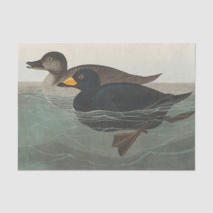Audubon American Scoter Duck Classic Seidenpapier
