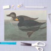 Audubon American Scoter Duck Classic Seidenpapier (Handwerk)