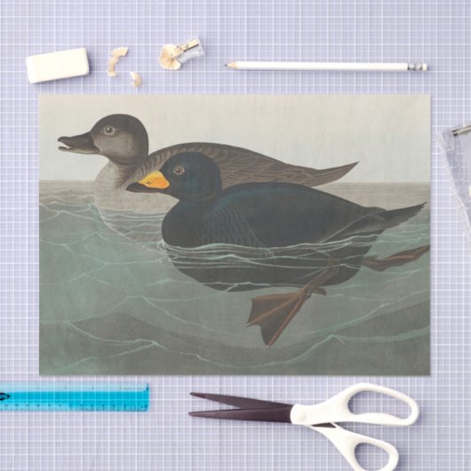 Audubon American Scoter Duck Classic Seidenpapier (Handwerk)