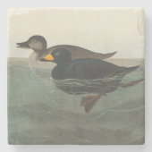 Audubon American Scoter Duck Classic Steinuntersetzer (Vorderseite)