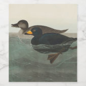 Audubon American Scoter Duck Classic Weinetikett (Einzelnes Label)