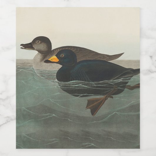 Audubon American Scoter Duck Classic Weinetikett (Einzelnes Label)