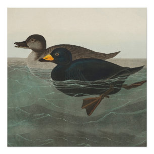 Audubon American Scoter Duck Poster