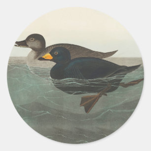 Audubon American Scoter Duck Runder Aufkleber