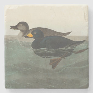 Audubon American Scoter Duck Steinuntersetzer