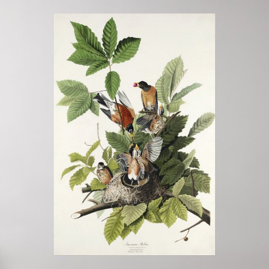 Audubon American Spring Robin Bird Illustration Poster (Vorne)