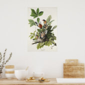 Audubon American Spring Robin Bird Illustration Poster (Küche)
