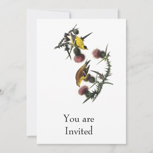 Audubon AmerikanerGoldfinch Einladung (Vorderseite)