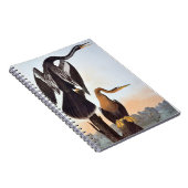 Audubon: Anhinga Notizblock (Rechte Seite)