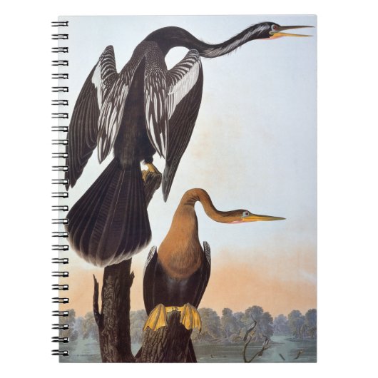 Audubon: Anhinga Notizblock (Vorderseite)
