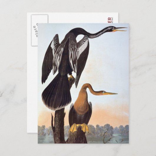 Audubon: Anhinga Postkarte (Vorne/Hinten)