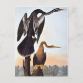 Audubon: Anhinga Postkarte (Vorderseite)