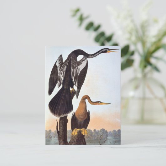 Audubon: Anhinga Postkarte (Stehend Vorderseite)