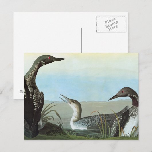 Audubon: Arctic Loon Postkarte (Vorne/Hinten)