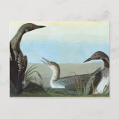 Audubon: Arctic Loon Postkarte (Vorderseite)