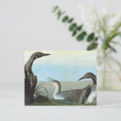 Audubon: Arctic Loon Postkarte (Stehend Vorderseite)