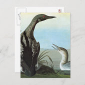 Audubon: Arktische Loon Postkarte (Vorne/Hinten)