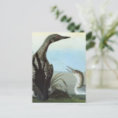 Audubon: Arktische Loon Postkarte (Stehend Vorderseite)