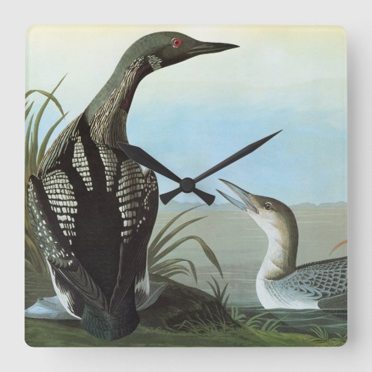 Audubon: Arktische Loon Quadratische Wanduhr (Vorderseite)