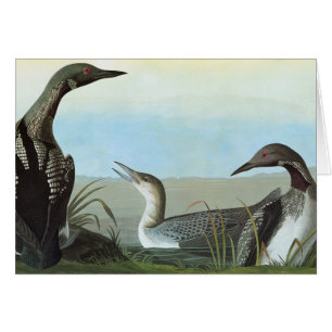 Audubon: Arktischer Loon