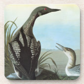 Audubon: Arktischer Loon Untersetzer (Vorderseite)