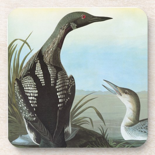 Audubon: Arktischer Loon Untersetzer (Vorderseite)